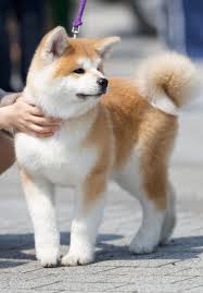 akita inu sobaka porody akita shenki