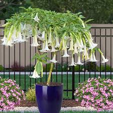 Image result for Brugmansia