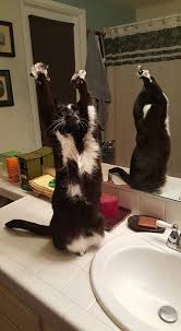 This Cat Loves Putting Her Hands Up And It S Pretty Adorable Cats Crazy Cats Funny Animal Pictures