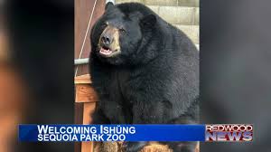 Mold is a considerable issue here in Humboldt County not only because of  our high humidity levels. Redwood News Reporter spoke to MoldCo about what  causes mold and how to find it