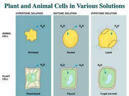 Maybe you would like to learn more about one of these? Ppt Cell Membranes Osmosis And Diffusion Powerpoint Presentation Free Download Id 389333