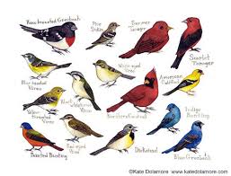 Birds Of North Carolina Book Pin On Watercolor On Book Pages