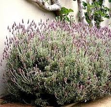 Image result for Lavandula dentata