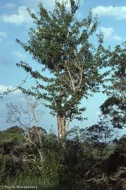 Image result for Prunus serotina