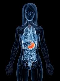 Lower abdominal pain in women can be a sign of many different medical issues. Abstract Female Body 3d Model Demonstrating Stomach In Human Anatomy Digital Illustration Artwork Female Anatomy Stock Photo 311546894