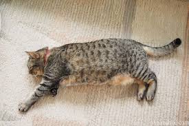 ボード 静岡の旅 sizuoka travel guide のピン