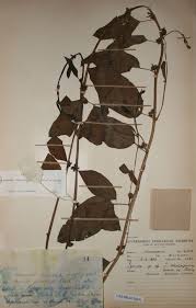 Image result for Ipomoea coscinosperma