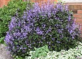 Image result for Plectranthus guruensis