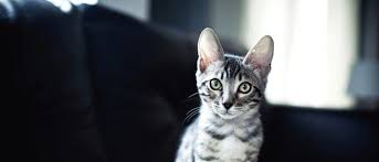 It can be fatal in young kittens and if not. Coccidia In Cats And Kittens What It Is And How To Treat It Vetbabble