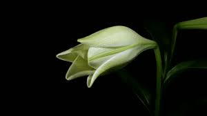 Place a layer of drainage material at the bottom of the container. Lilies Varieties Planting Guide Gardening Tips With J Parker S