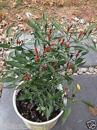 Team habriel 1.253 views8 months ago. Pepper Siling Labuyo 10 Seeds Filipino Bird S Eye Chili Very Rare Super Hot Birds Eye Chili Pepper Plants Seeds