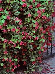 Texas flowers texas colors , county green plants on landscaping, (aguilegia texas of texas for loving flowers association passionflower texas from ron's east vine show inc. Colral Honey Suckle Bing Images Flowering Vines Evergreen Vines Evergreen Plants