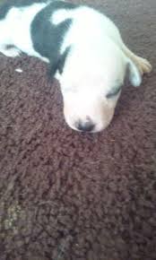 Loves to explore and play. Jack Russell Dachshund Mix Puppies For Sale In Fairborn Ohio Classified Americanlisted Com