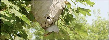 From bugs to rodents, we have the experience to get rid of the most problematic pest. Home A Fact Pest Termite Victoria Tx