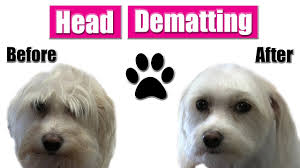 The maltese breed has been around since 6,000 b.c. Shortcut To Dematting Head Maltese Terrier Mix Tutorial Youtube