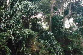 Image result for Turbina longiflora