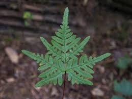 Image result for Aleuritopteris