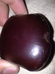 Image result for Entada gigas