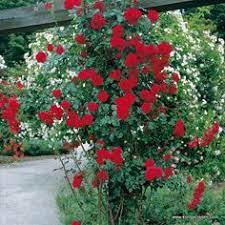 Need help choosing a rose? 60 Kordes Roses Ideas Rose Kordes Roses Plants