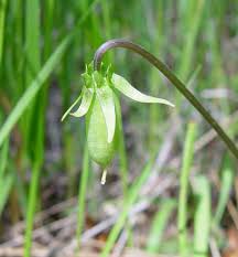 Image result for Nervilia pectinata