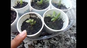 Try growing cactus indoors as houseplants. Growing Dragonfruit And Prickly Pear Cacti From Seeds Youtube