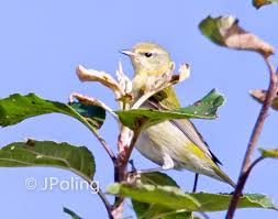 Birds Native To Western North Carolina Tennessee Warbler Blue Ridge Parkway Ridge Junction Overlook Nc Blue Ridge Parkway Blue Ridge Western North Carolina