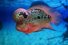 Flowerhorn Hayvanlar Alemi Balik Hayvanlar