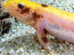 Dojo Loach: Care, Size, Tank Mates, Lifespan & Diet - Fish Laboratory