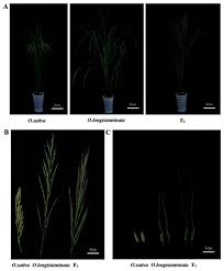 Image result for Oryza longistaminata
