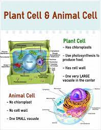 Maybe you would like to learn more about one of these? 74703plantanimalcellsimage Simple Infographic Maker Tool By Easelly