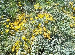 Superb range of high quality plants, delivered to you with care. Acacia Baileyana Prostrate Wildtech Plants