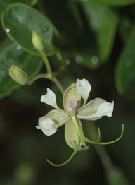 Image result for Cadaba