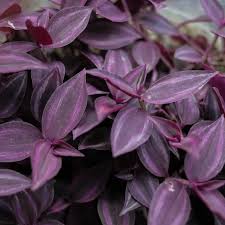 Image result for Tradescantia zebrina