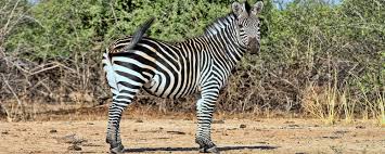 Image result for zebra