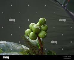 Image result for Vepris sansibarensis