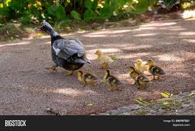 Well ducklings can't regulate their own body temperature until they have feathers. Family Of Ducks A Mother Duck And Six Baby Duck In A Garden Image Stock Photo 240767221