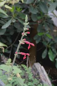 Salvia darcyi - Wikipedia