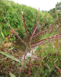 Image result for Microstegium fasciculatum