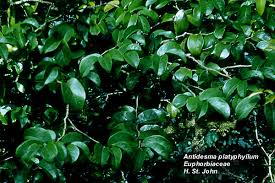 Image result for Phyllanthaceae