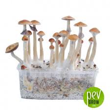 There are a lot of many things about the golden teacher shrooms which contribute to their popularity. Treasure Coast Magic Mushroom Growing Kit