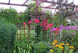 So when phlox runs out it is because stock of good quality has been displaced by mongrels which have grown from seed. Phlox In Garden Design The Possibility Of Using Best Landscape Ideas