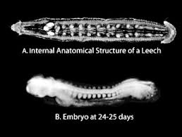 Image result for development of fetus quran