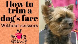 These scissors are the perfect tool to thin out thick fur leaving a natu. How To Trim A Dog S Face Without Scissors Youtube