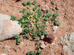 Image result for Trigonella anguina