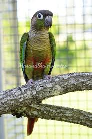 Green-Cheeked Parakeet - Pyrrhura Molinae - Birds Of The World
