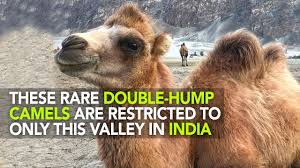 Bactrian camels have two humps rather than the single hump of their arabian relatives. The Two Humped Camel Of Ladakh Curly Tales Youtube