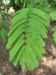 Image result for Acacia burkei