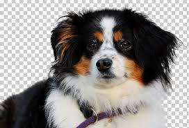 The bordernese or the bernese mountain dog border collie mix is a mixed breed dog that is known for his intelligence and charming personality. Australian Shepherd Miniature American Shepherd German Shepherd English Shepherd Bernese Mountain Dog Png Clipart Animals Australian
