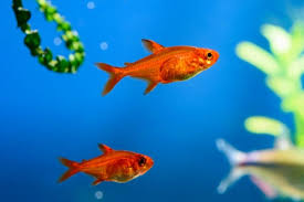The tetra 1 gallon betta tank provides a great environment for a betta fish. Ember Tetra All You Need To Know The Aquarium Guide