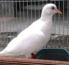 Untuk lebih jelasnya berikut ini adalah beberapa cara merawat burung derkuku agar rajin manggung. Mitos Dan Manfaat Memelihara Burung Puter Info Guyub Rukun Derkuku Puter Pelung